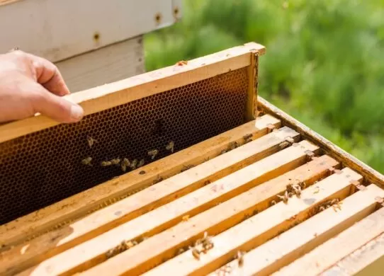 Особенности выбора улья-лежака для пчеловодства / Фото: freepik.com