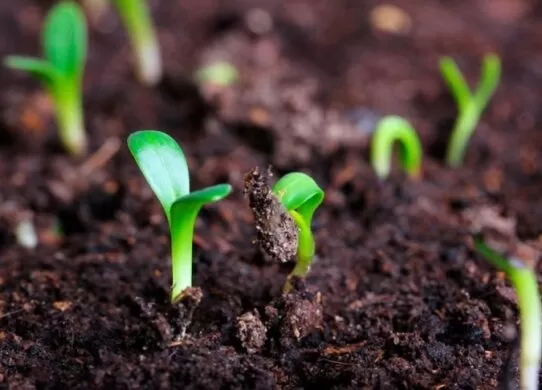 Як правильно сіяти насіння щавлю?