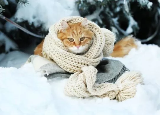 У Житомирі прогнозують до 15 градусів морозу