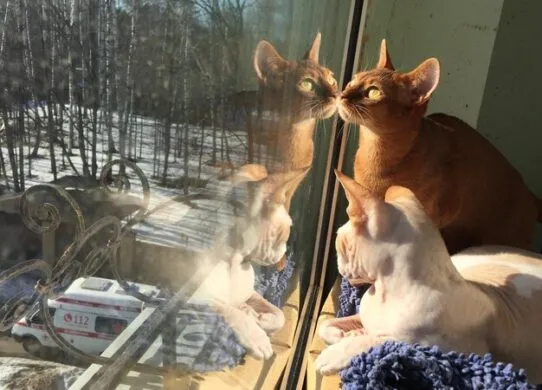 У Житомирській області запрацювала служба «112»