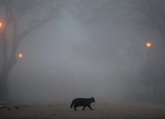 У Житомирі очікується дуже густий туман