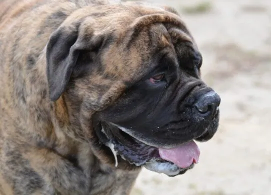 У Житомирський області черговий випадок сказу - оголошено карантин