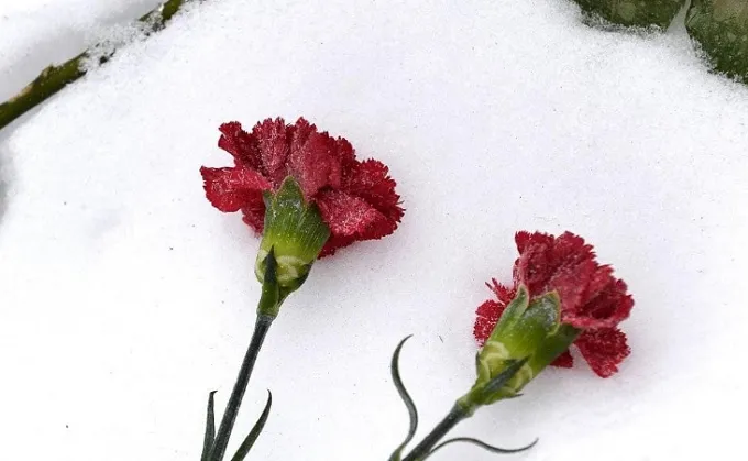 У Житомирі прощаються з Героєм