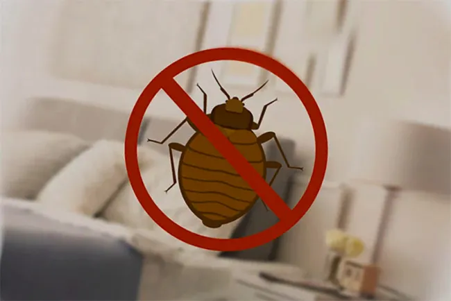 Боротьба з клопами за допомогою народних засобів Боротьба з клопами за допомогою народних засобів