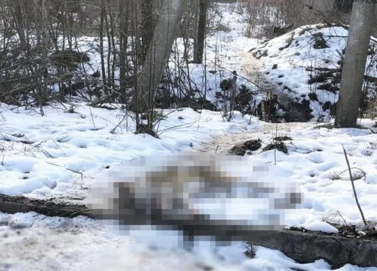 На Житомирщині жорстоко вбили собаку - підозрюваний каже, що намагався захистити курей