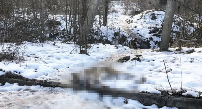 На Житомирщині жорстоко вбили собаку - підозрюваний каже, що намагався захистити курей