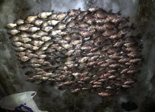 На Житомирщині рибалка незаконно зловив 200 карасів на понад 300 тисяч гривень