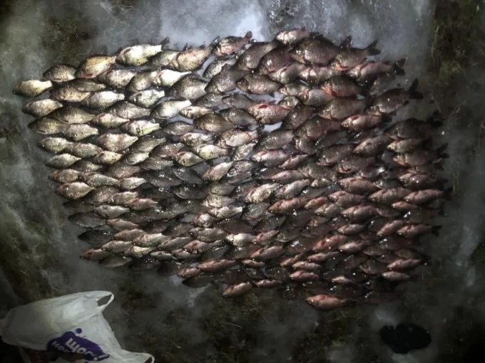 На Житомирщині рибалка незаконно зловив 200 карасів на понад 300 тисяч гривень