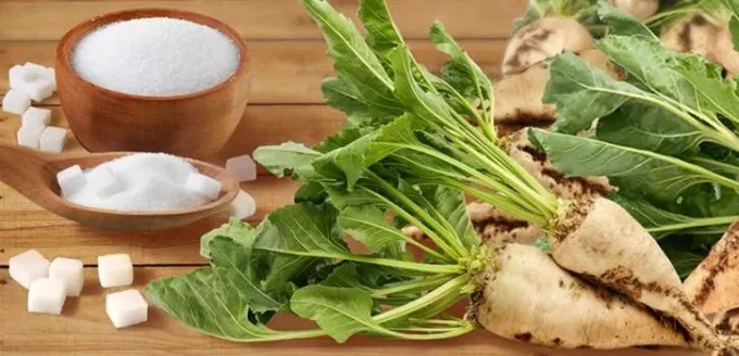 За 2023 рік два житомирських заводи виробили понад 60 тисяч тонн цукру