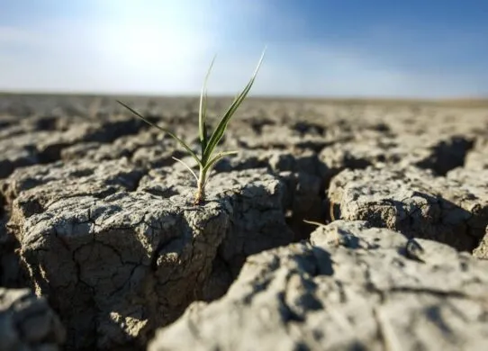 На Житомирщині прокуратура вимагає конфіскувати землю у росіян