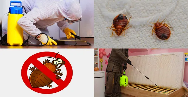 Професійна дезінсекція для довгострокового звільнення від клопів Професійна дезінсекція для довгострокового звільнення від клопів