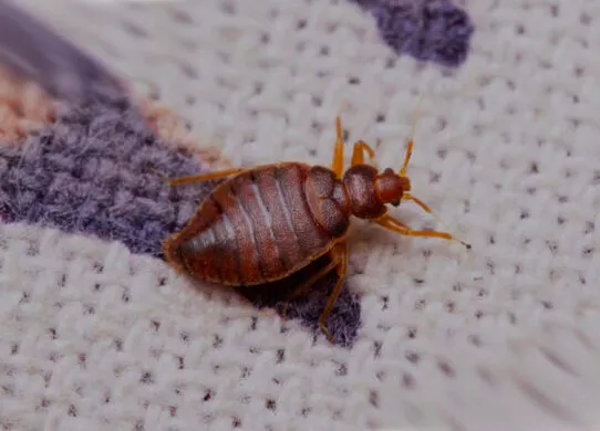 Як позбутися клопів у домашніх умовах?