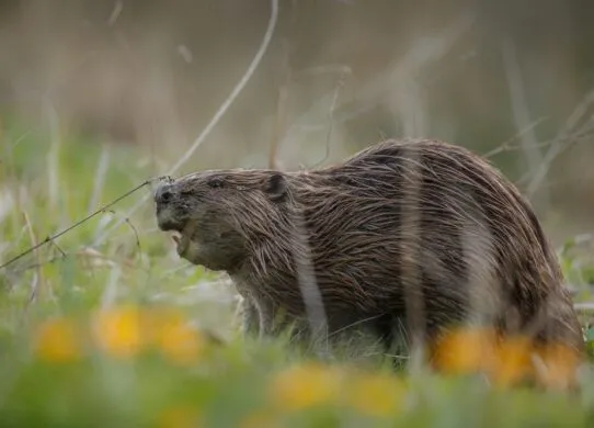 У житомирському Гідропарку рибалка вбив бобра за те, що тот заплутав снасті: збитки довкіллю та штраф