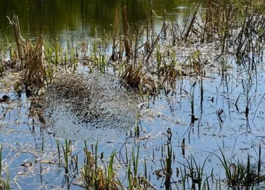 На Житомирщині у річці Тетерів виявили тіло чоловіка - його особу встановлюють