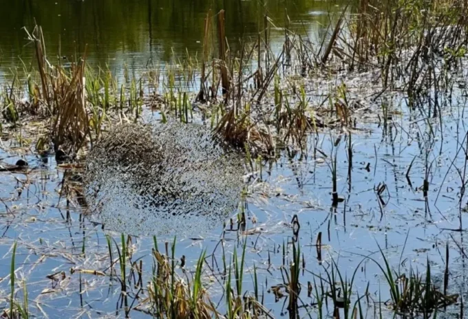 На Житомирщині у річці Тетерів виявили тіло чоловіка - його особу встановлюють