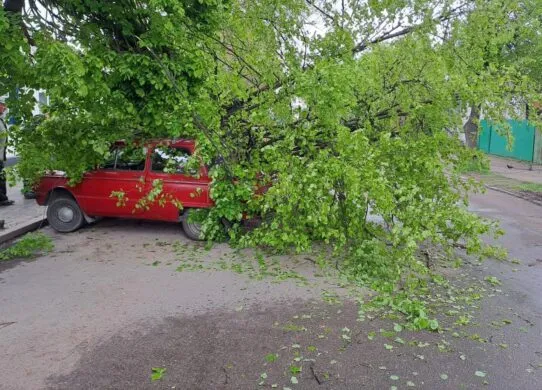 На Житомирщині прогнозують шквальні пориви вітру - в деяких громадах вже попадали дерева
