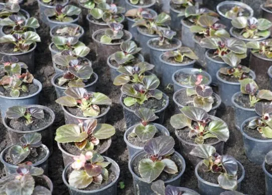 Цього року у Житомирі планують посадити понад 80 тисяч квітів