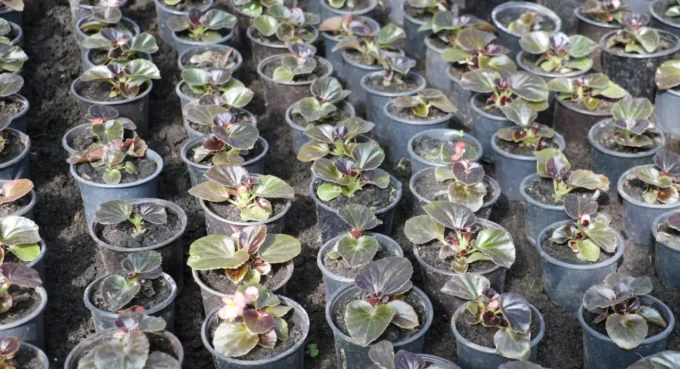 Цього року у Житомирі планують посадити понад 80 тисяч квітів