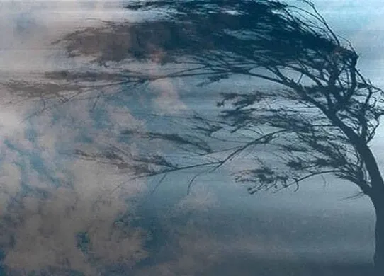 Сильний вітер на Житомирщині залишив без світла 72 населених пункти