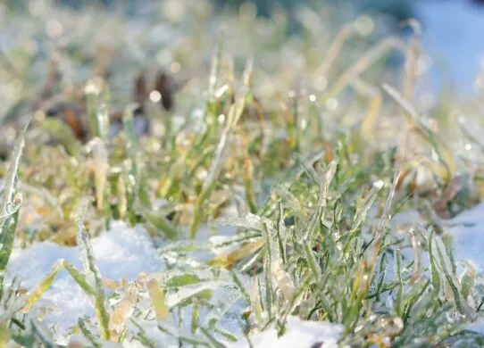 Житомирщину попереджають про заморозки