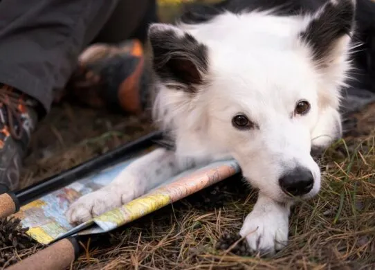 У Житомирі знайшли собаку з численними травмами - за діло взялася поліція