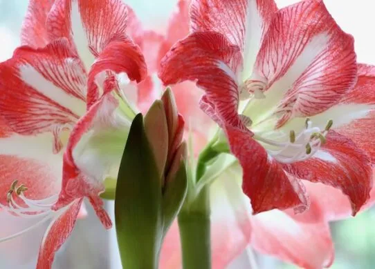 Амараллис в флористике. Элегантность и символизм