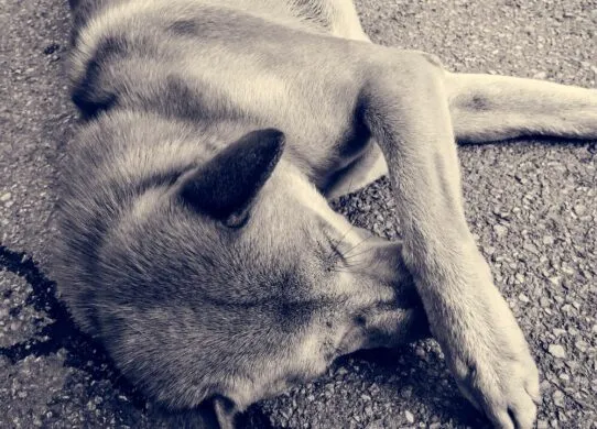 Невідомі на Житомирщині застрелили собаку переселенців