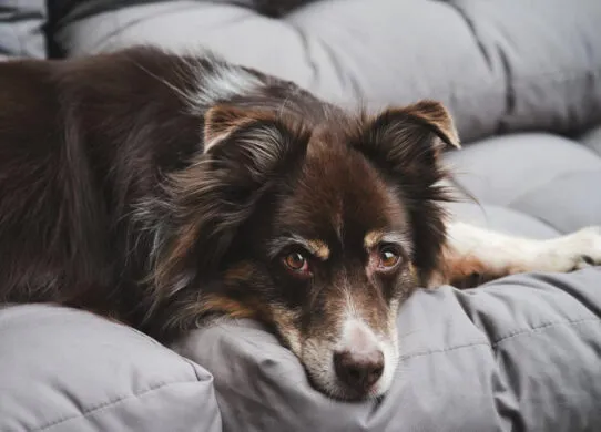 Самое эффективное средство от блох для собак