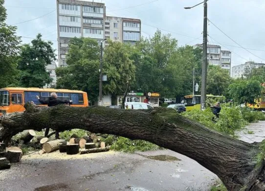 У Житомирі вітром повалило великий клен на Перемоги, якому 70 років