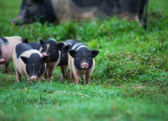У Житомирській області виявили африканську чуму - у двох селах вводять карантин