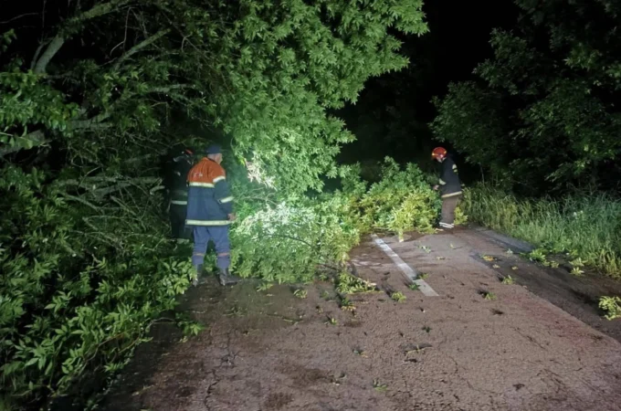 На Житомирщині негода повалила дерева