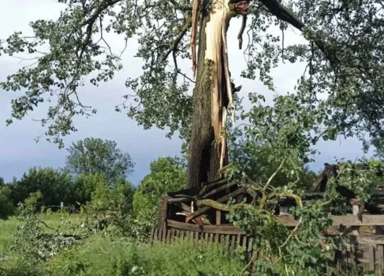 На Житомирщині блискавка вдарила в дерево: до чого це призвело?