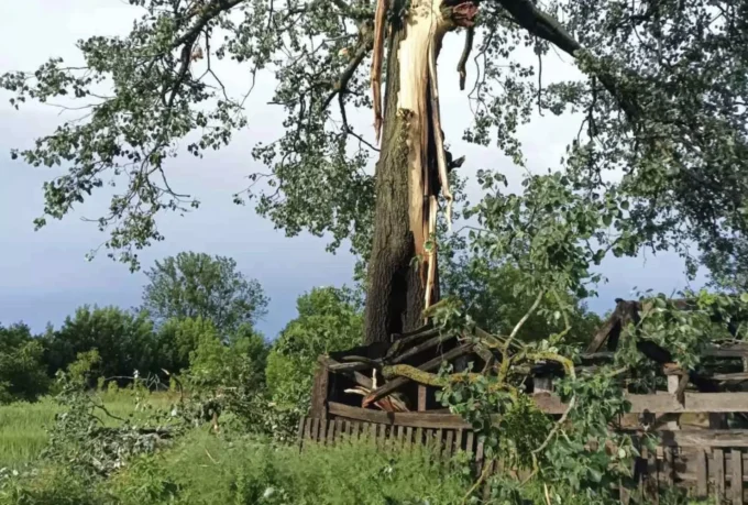 На Житомирщині блискавка вдарила в дерево: до чого це призвело?