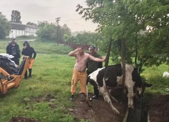 У селі на Житомирщині корова впала у колишню пожежну водойму