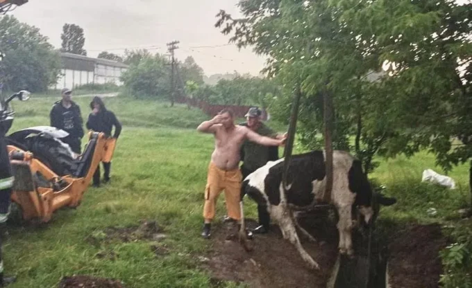 У селі на Житомирщині корова впала у колишню пожежну водойму