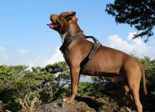 До 8 років засудили крадія, який у Коростені бив людей та нацьковував на них собаку небезпечної породи