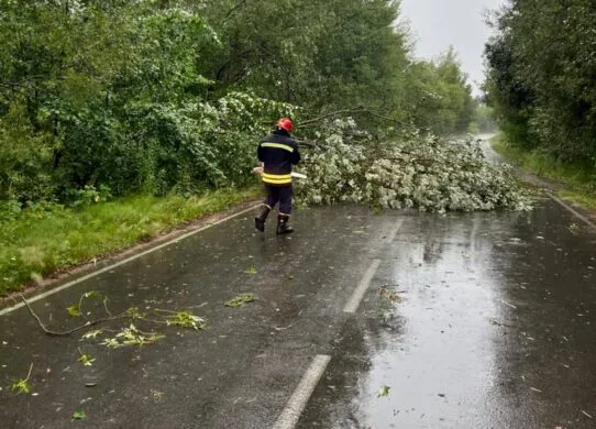 Через погоду в Житомирській області повалило дерева