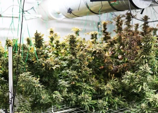 У Житомирі виявили теплицю, де вирощували врожай конопель