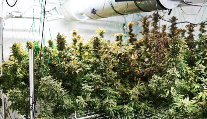 У Житомирі виявили теплицю, де вирощували врожай конопель