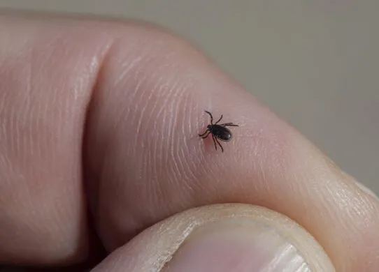 Боррелиоз — почему возникает и как проявляется