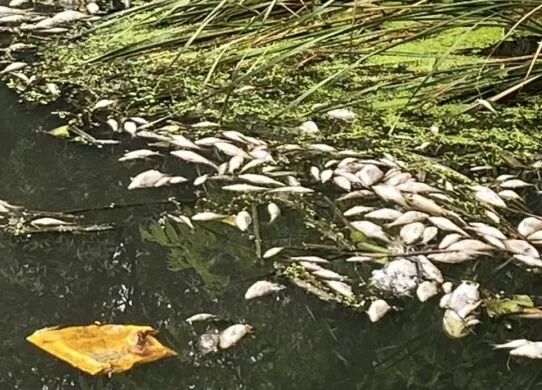 В річці у Житомирі масово гине риба