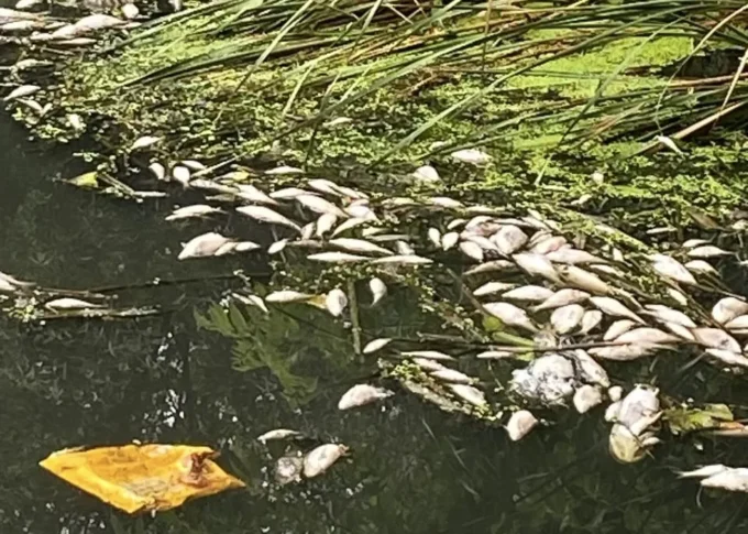 В річці у Житомирі масово гине риба