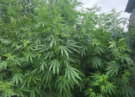 Мешканець Житомирщини вирощував коноплю зростом з людину нібито для власного споживання