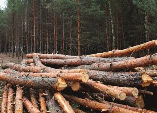 На Житомирщині зупинили чоловіка, який незаконно перевозив деревину - він нападав на поліцейських та двічі тікав