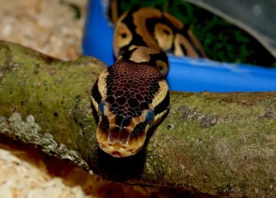 Готовимся к появлению рептилии в доме. Что нужно знать?