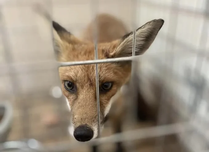 У центрі Житомира виловили дику лисицю: що з нею сталося?