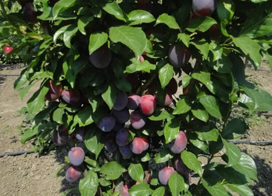 Колоновидные сливы: подходят ли для выращивания?