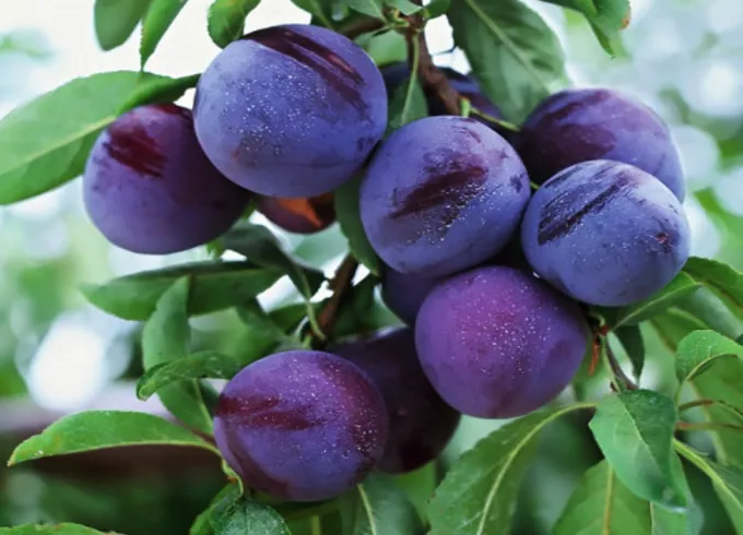 Сложно ли вырастить колоновидную сливу по сравнению с обычной? Сложно ли вырастить колоновидную сливу по сравнению с обычной?