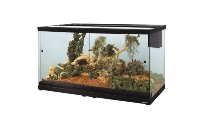 Террариум – особенности обустройства «дома» для рептилии