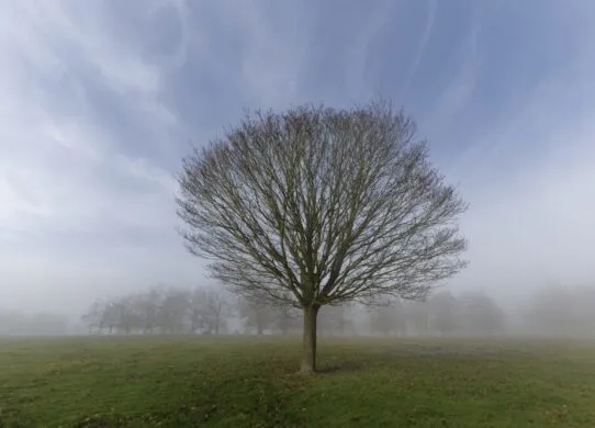 У Житомирській області до кінця дня прогнозують сильний вітер